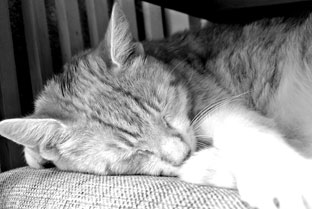 DIE KATZE 1
